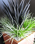 plants